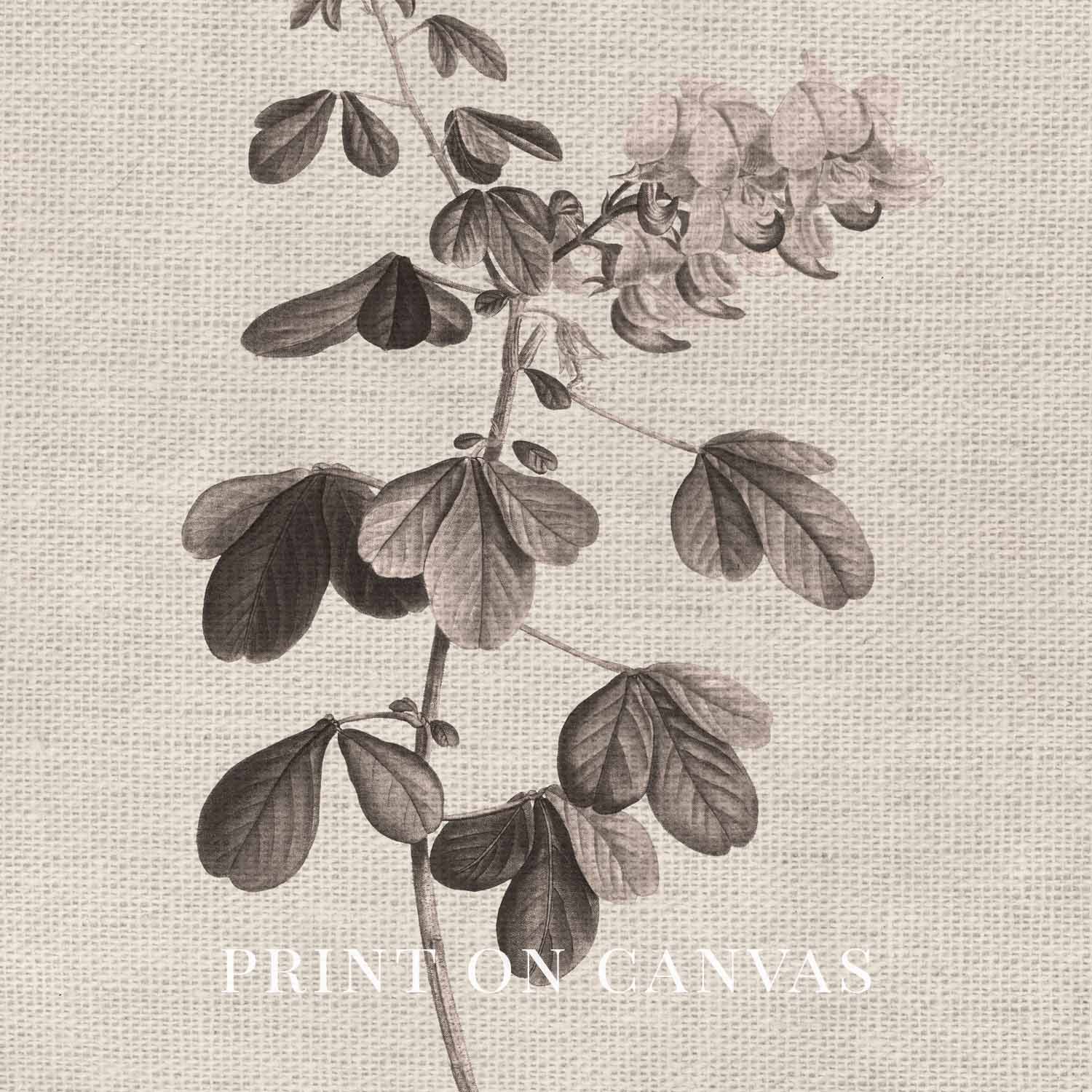 Neutral Botanical Pencil Drawing Wall Art Print Digital Download – Antique Moody Floral Illustration Printable Wall Art