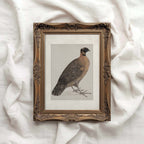 Guinea Fowl Bird Print Digital Download (Antique Ornithology Farmhouse Wall Art)