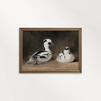 Two Smews Bird Print Digital Download (Antique Natural History Oil Painting Wall Art)