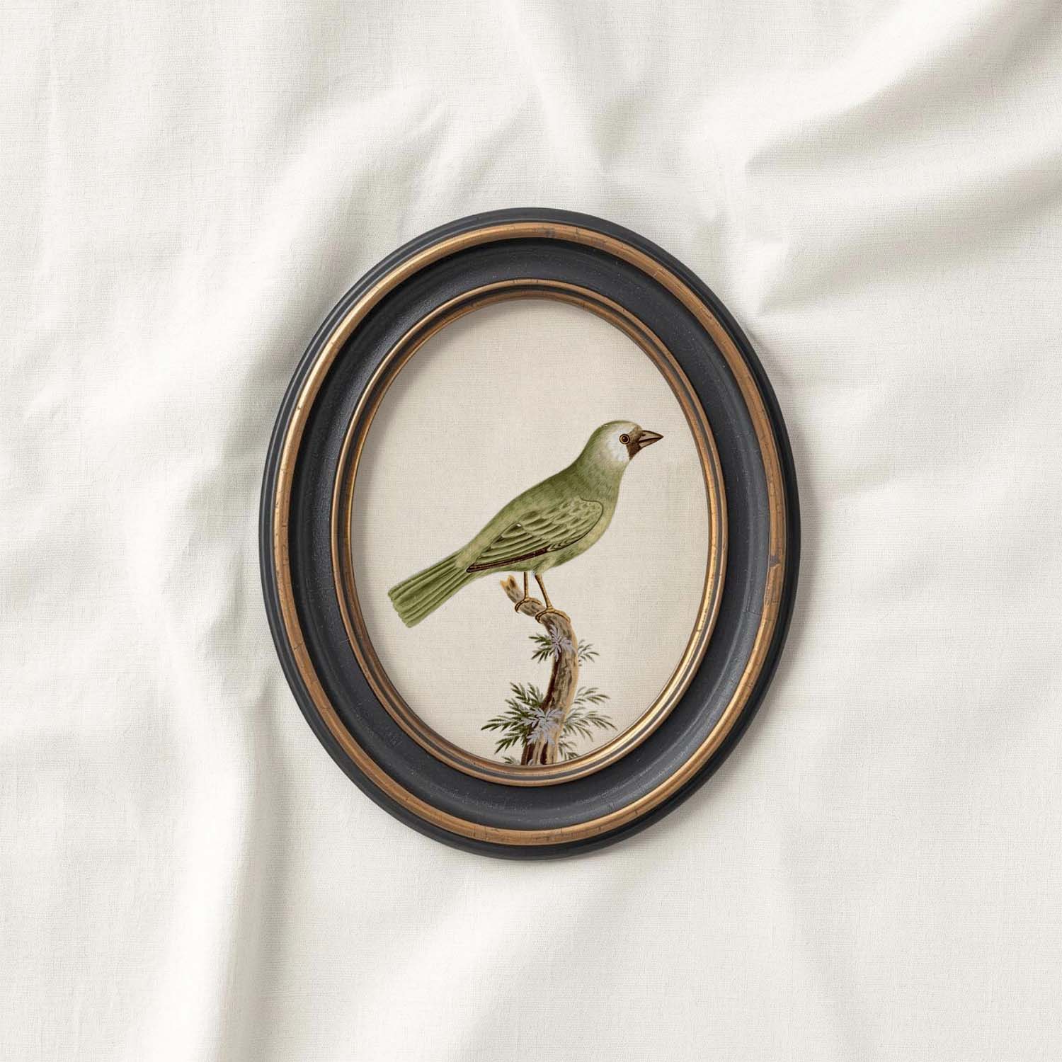 Little Green Finch Vintage Bird Print Digital Download (Cottagecore Songbird Wall Art)