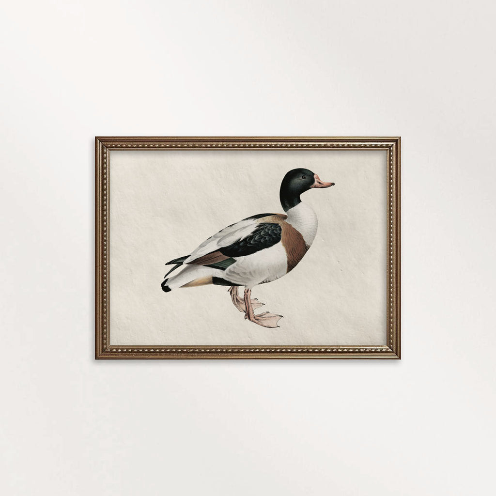Mallard Duck Bird Print Digital Download (Antique Natural History Wall Art)