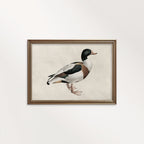 Mallard Duck Bird Print Digital Download (Antique Natural History Wall Art)
