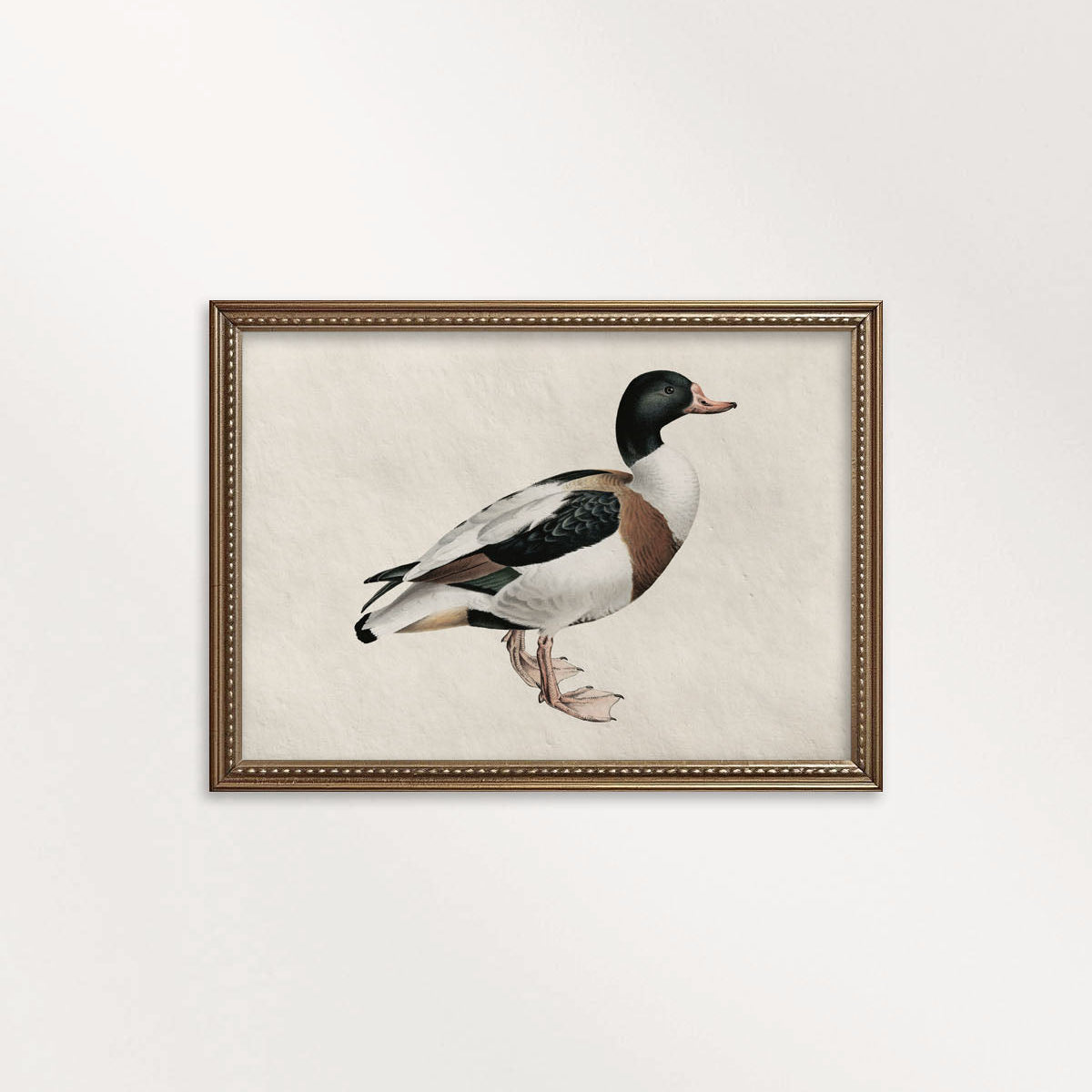 Mallard Duck Bird Print Digital Download (Antique Natural History Wall Art)