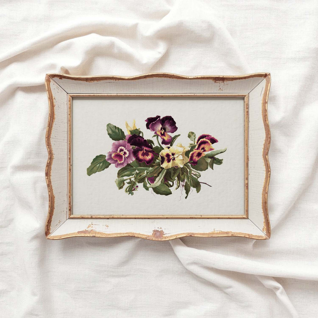 Pansy Botanical Wall Art Print Digital Download – Vintage Herbarium Flower Illustration Printable Wall Art
