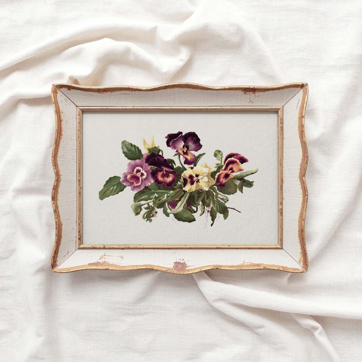 Pansy Botanical Wall Art Print Digital Download – Vintage Herbarium Flower Illustration Printable Wall Art