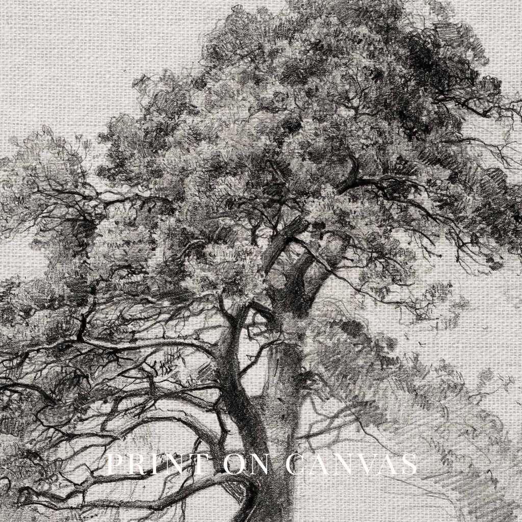 Antique Pine Tree Wall Art Printable | Minimal Botanical Pencil Sketch Print