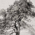 Antique Pine Tree Wall Art Printable | Minimal Botanical Pencil Sketch Print