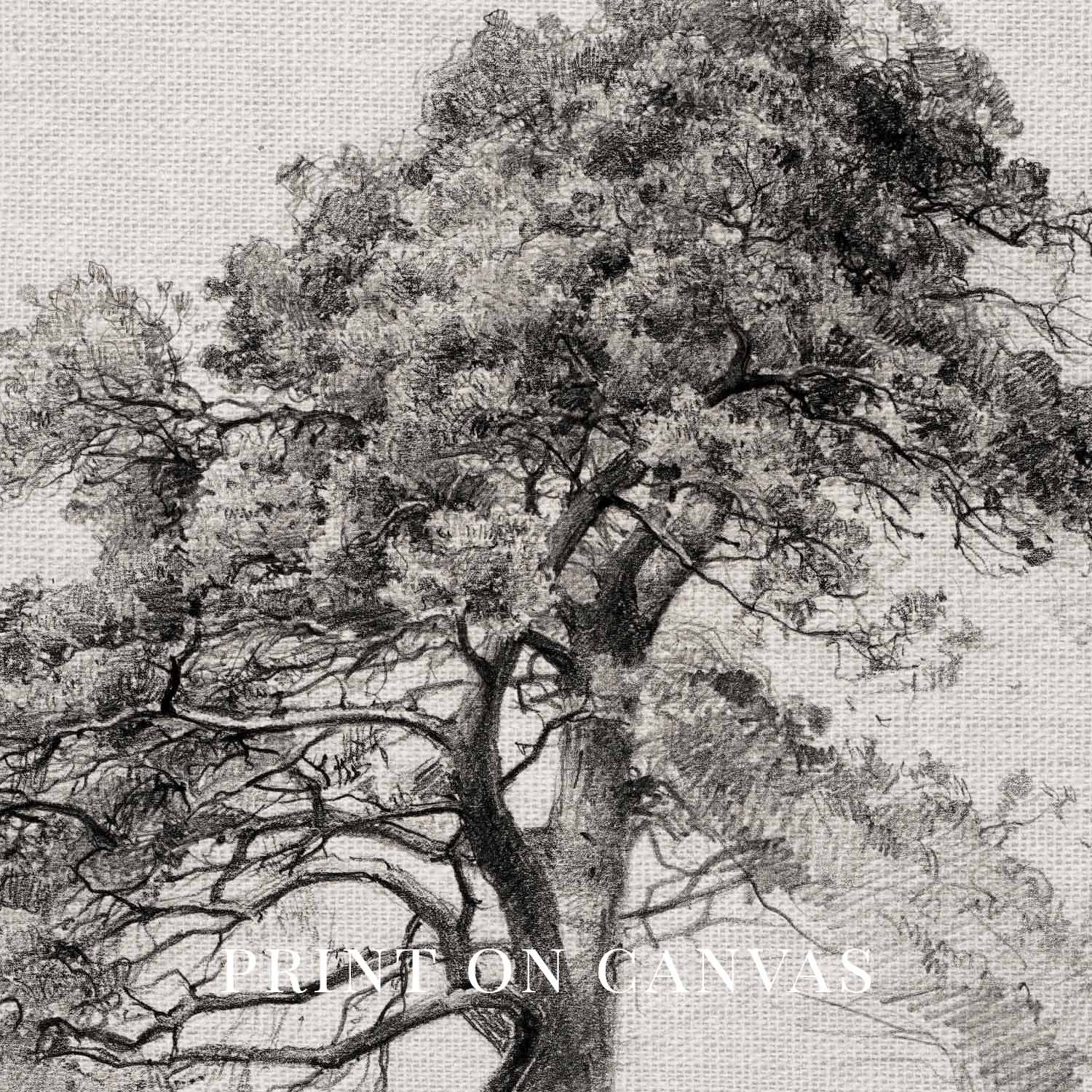 Antique Pine Tree Wall Art Printable | Minimal Botanical Pencil Sketch Print