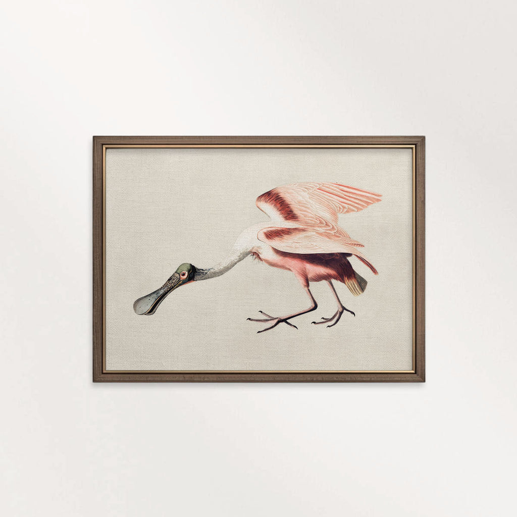 Roseate Spoonbill Bird Print Digital Download (Antique Natural History Illustration Wall Art)