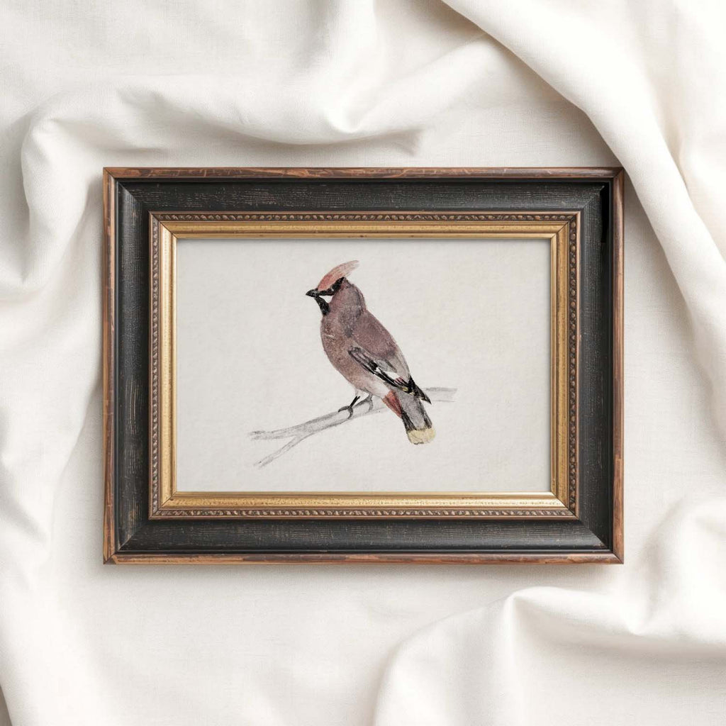 Bohemian Waxwing Vintage Bird Print Digital Download (Antique Ornithology Ink Illustration)