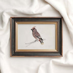Bohemian Waxwing Vintage Bird Print Digital Download (Antique Ornithology Ink Illustration)