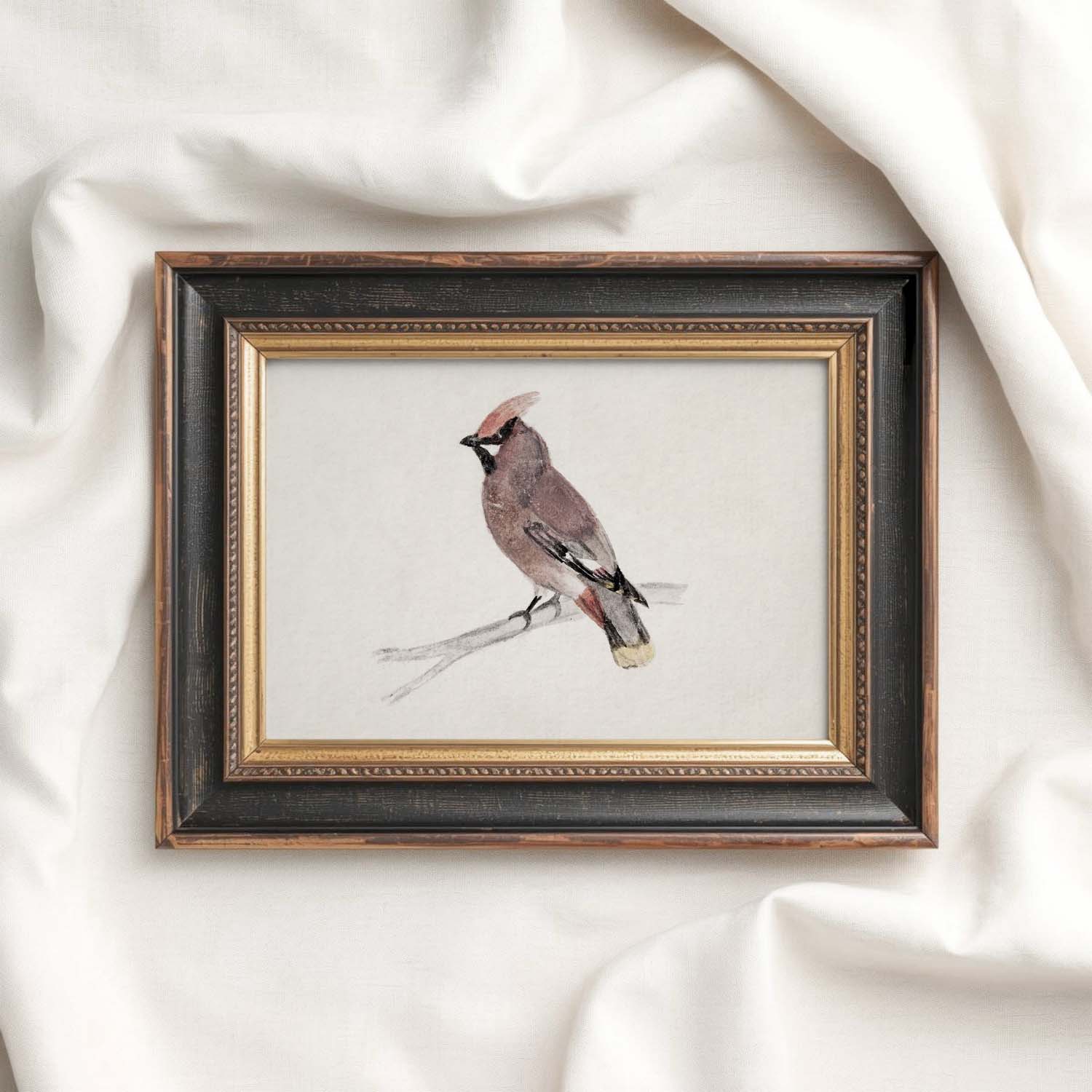 Bohemian Waxwing Vintage Bird Print Digital Download (Antique Ornithology Ink Illustration)