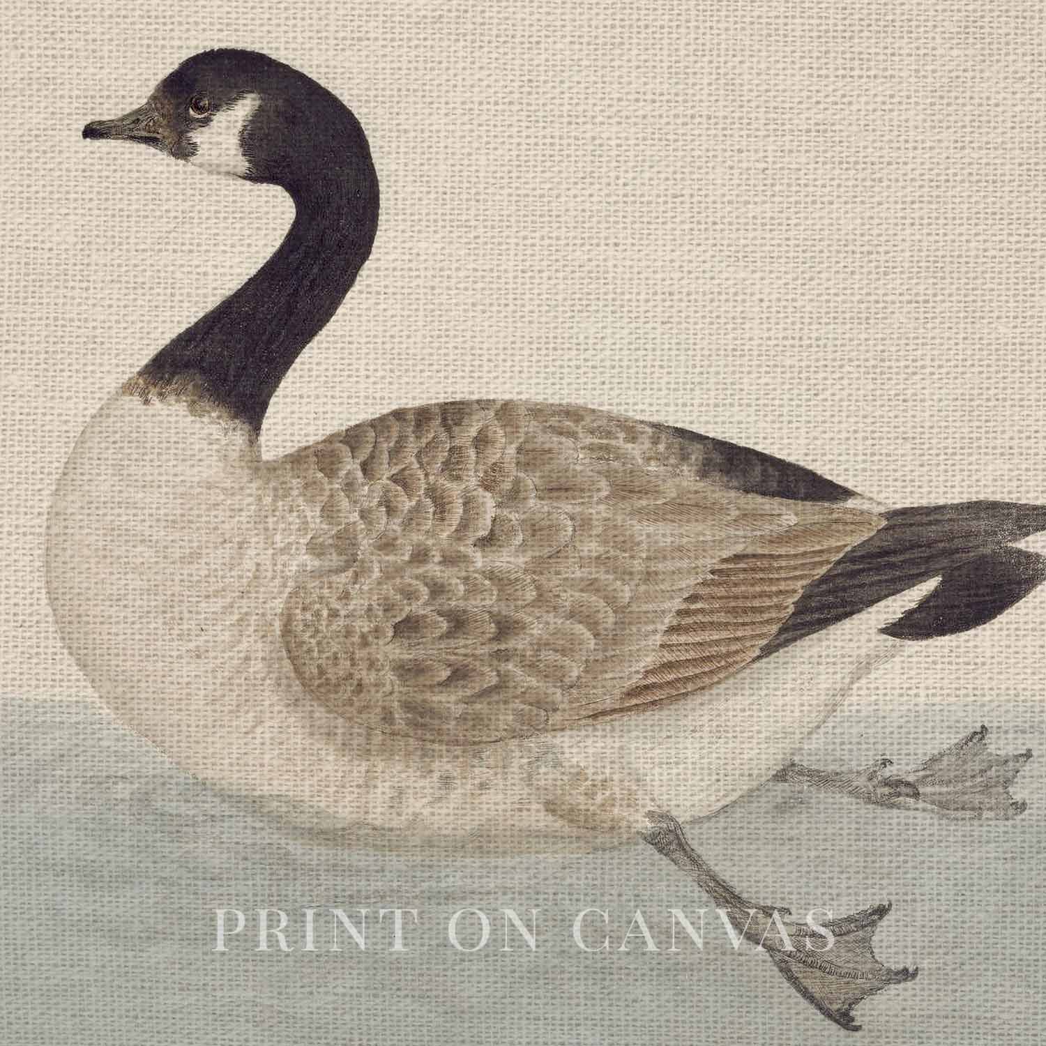 Canadian Goose Vintage Bird Print Digital Download (Muted Blue White Antique Waterfowl Wall Art)