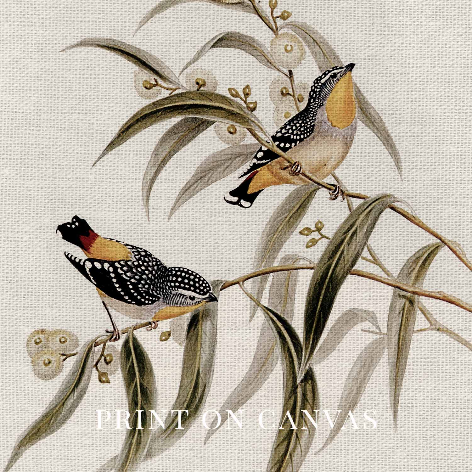 Yellow-Rumped Pardalote Vintage Bird Print Digital Download (Songbird Cottagecore Wall Art)