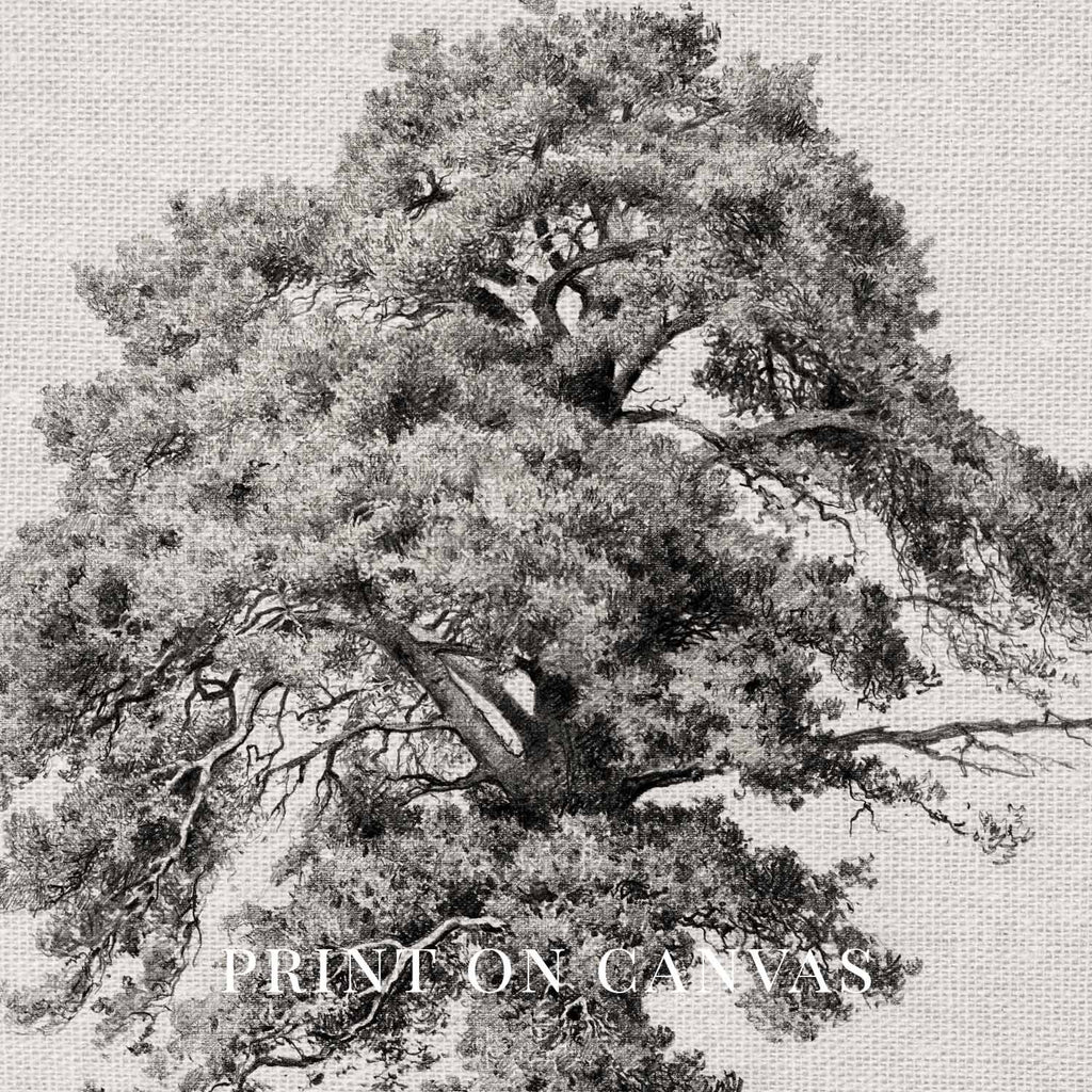 Antique Oak Tree Wall Art Printable | Minimal Botanical Pencil Sketch Print