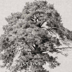 Antique Oak Tree Wall Art Printable | Minimal Botanical Pencil Sketch Print