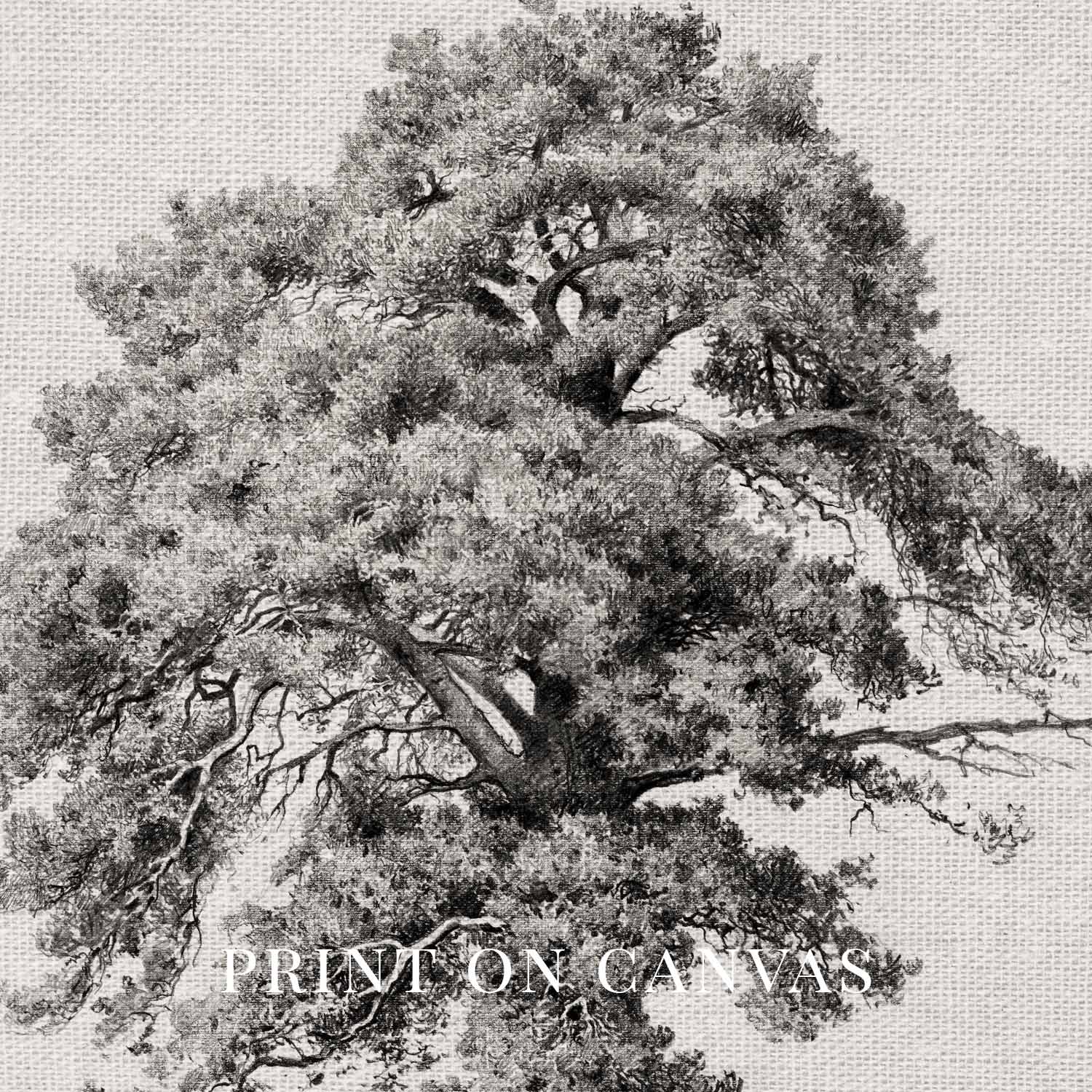 Antique Oak Tree Wall Art Printable | Minimal Botanical Pencil Sketch Print