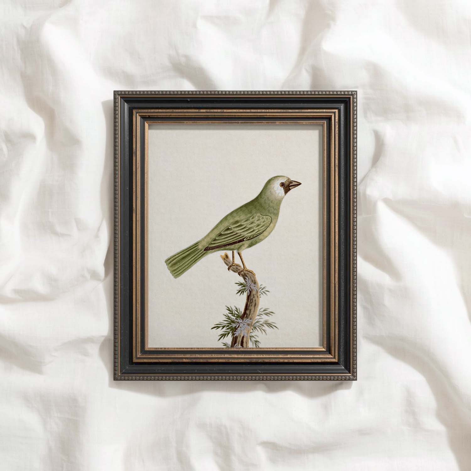 Little Green Finch Vintage Bird Print Digital Download (Cottagecore Songbird Wall Art)