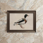 Mallard Duck Bird Print Digital Download (Antique Natural History Wall Art)