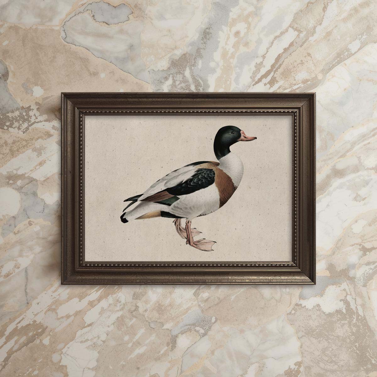 Mallard Duck Bird Print Digital Download (Antique Natural History Wall Art)