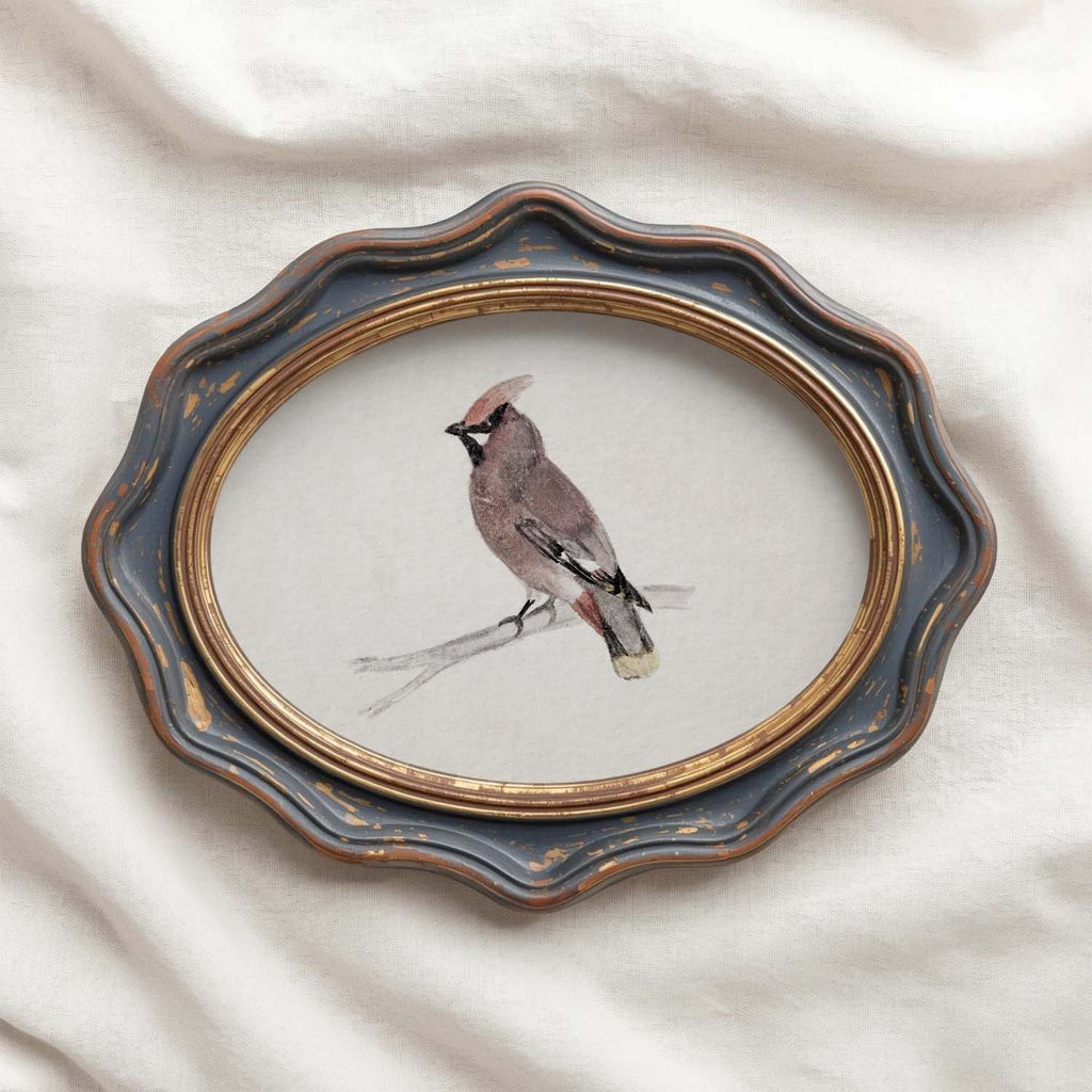 Bohemian Waxwing Vintage Bird Print Digital Download (Antique Ornithology Ink Illustration)