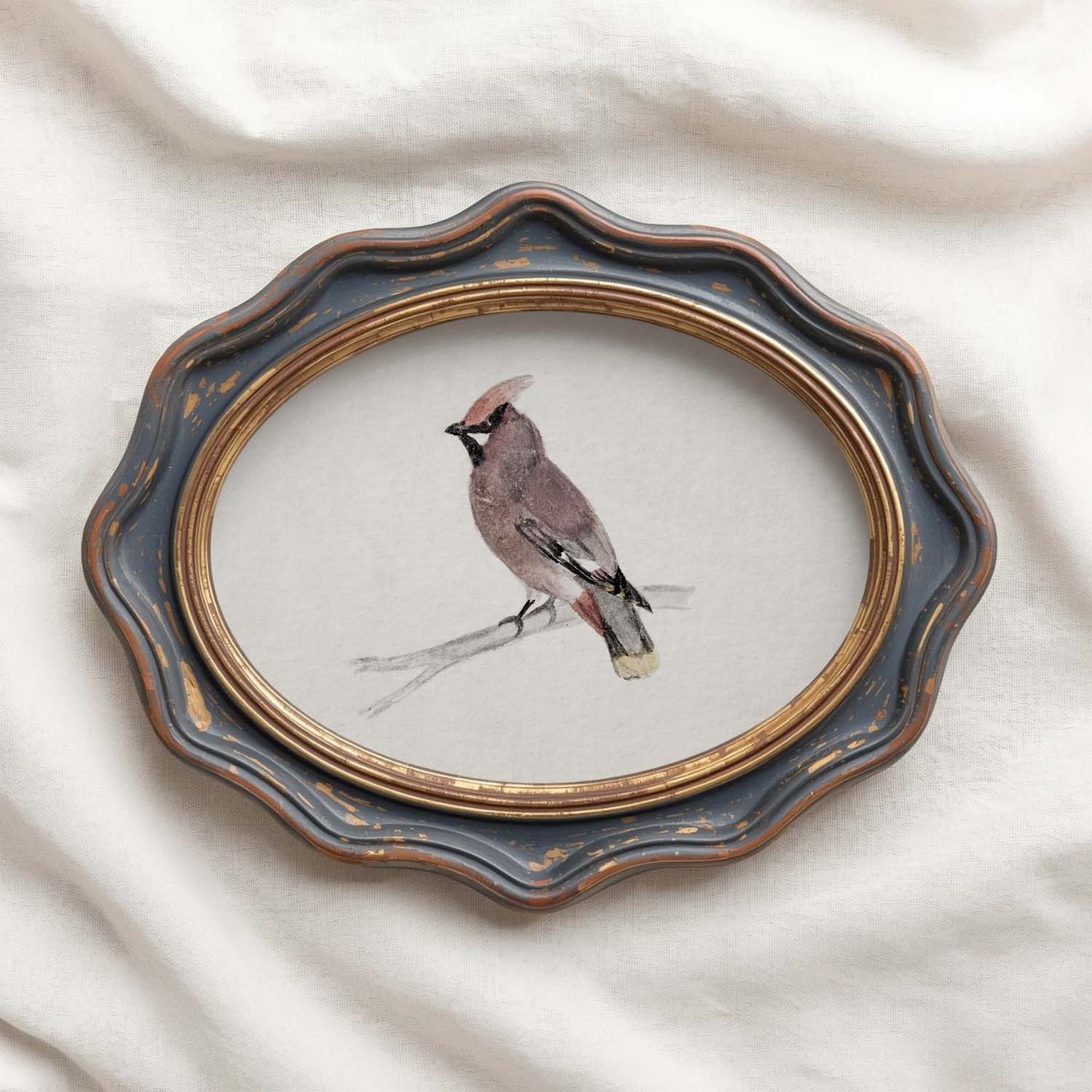 Bohemian Waxwing Vintage Bird Print Digital Download (Antique Ornithology Ink Illustration)