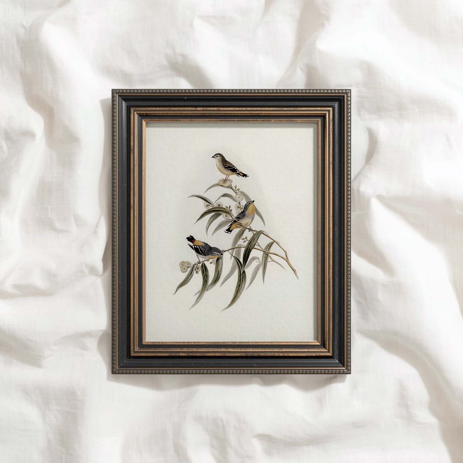 Yellow-Rumped Pardalote Vintage Bird Print Digital Download (Songbird Cottagecore Wall Art)