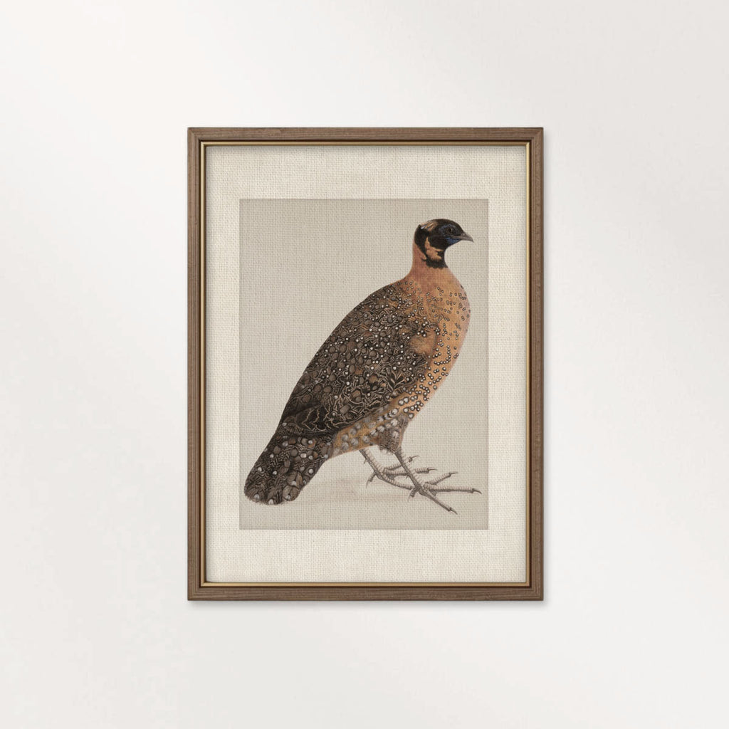 Guinea Fowl Bird Print Digital Download (Antique Ornithology Farmhouse Wall Art)