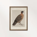 Guinea Fowl Bird Print Digital Download (Antique Ornithology Farmhouse Wall Art)