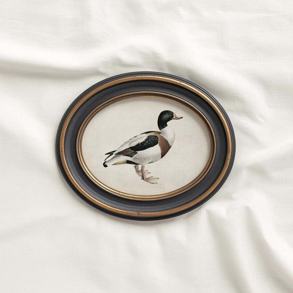 Mallard Duck Bird Print Digital Download (Antique Natural History Wall Art)