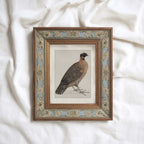 Guinea Fowl Bird Print Digital Download (Antique Ornithology Farmhouse Wall Art)