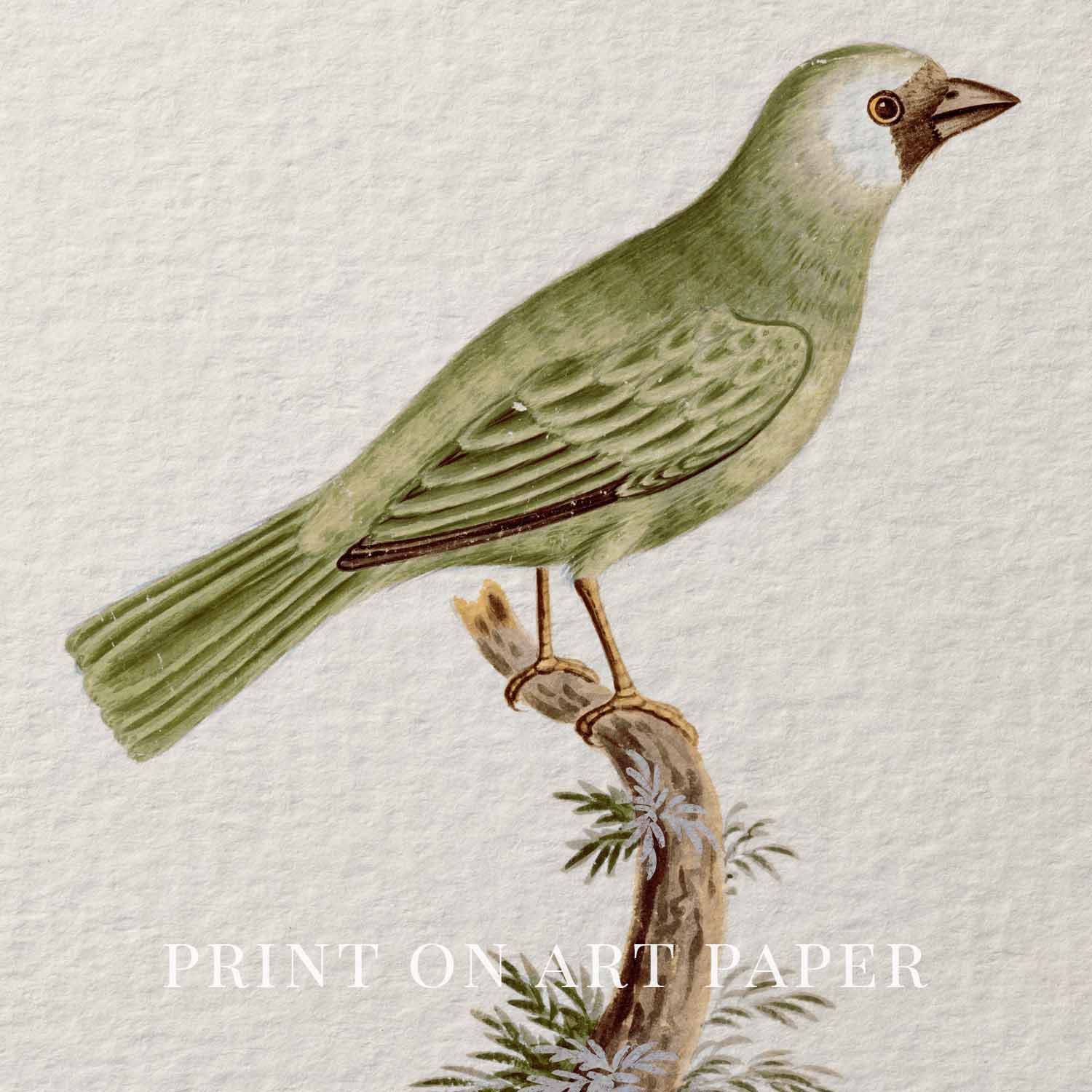 Little Green Finch Vintage Bird Print Digital Download (Cottagecore Songbird Wall Art)