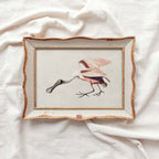 Roseate Spoonbill Bird Print Digital Download (Antique Natural History Illustration Wall Art)
