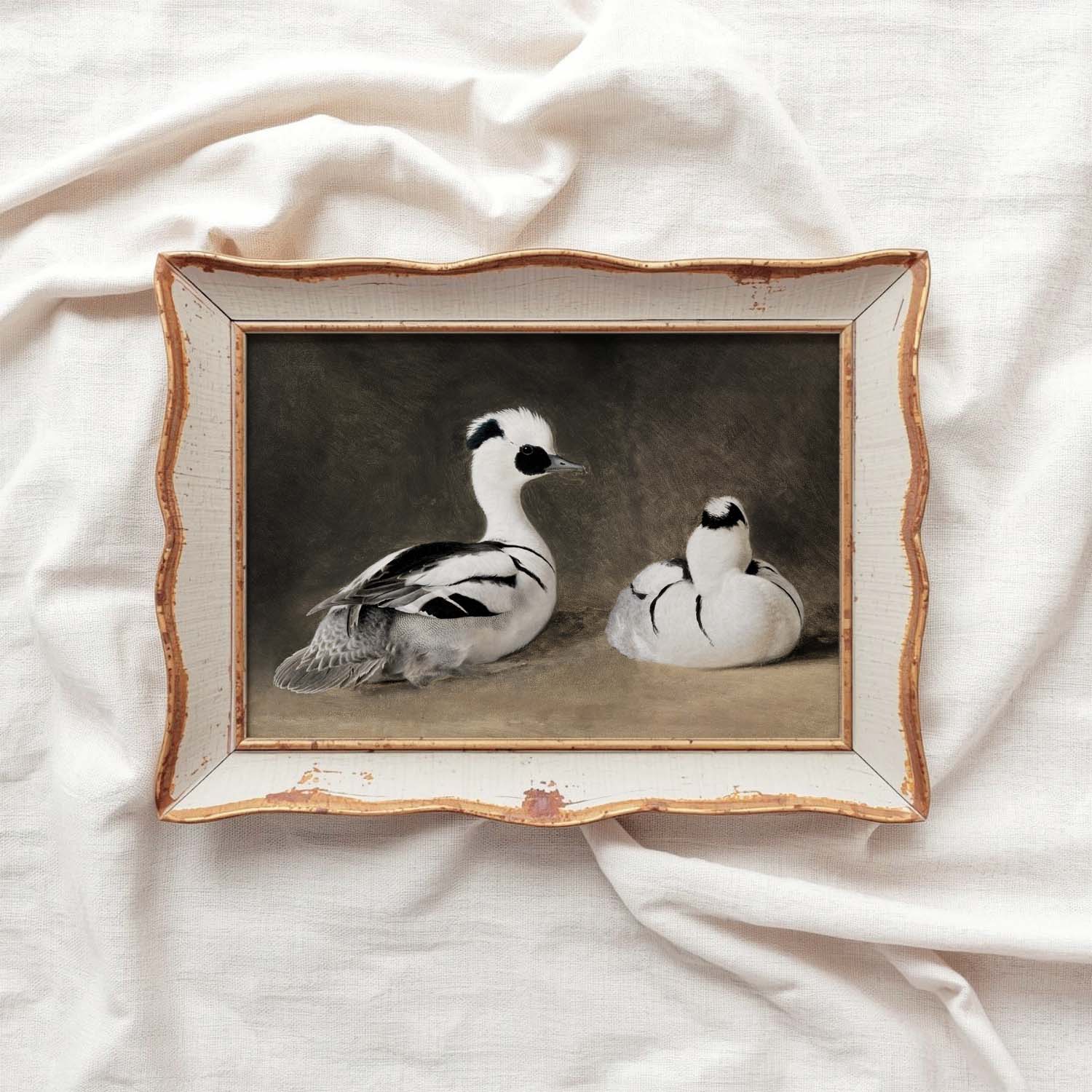 Two Smews Bird Print Digital Download (Antique Natural History Oil Painting Wall Art)