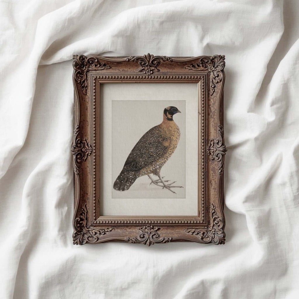 Guinea Fowl Bird Print Digital Download (Antique Ornithology Farmhouse Wall Art)