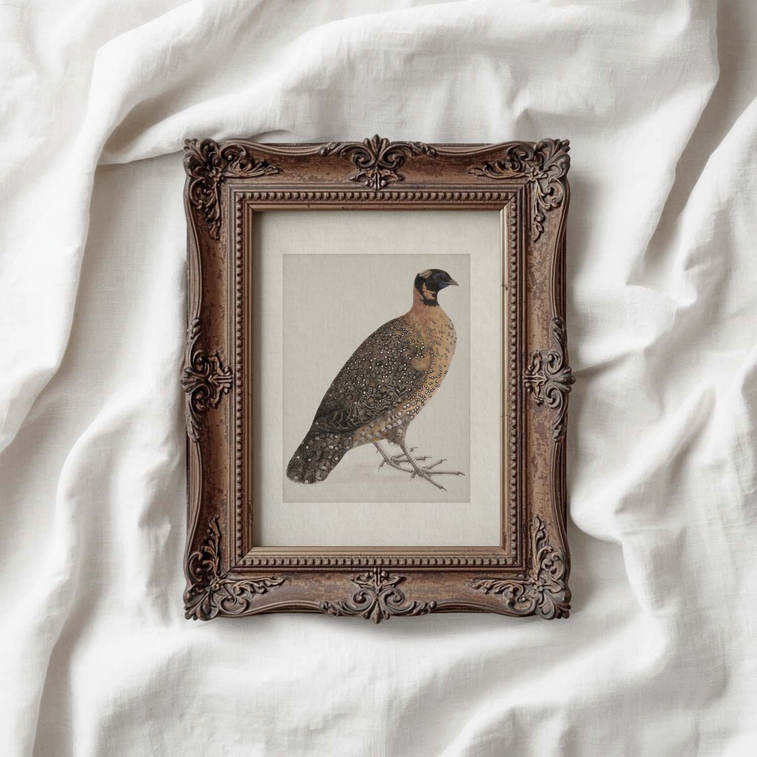 Guinea Fowl Bird Print Digital Download (Antique Ornithology Farmhouse Wall Art)