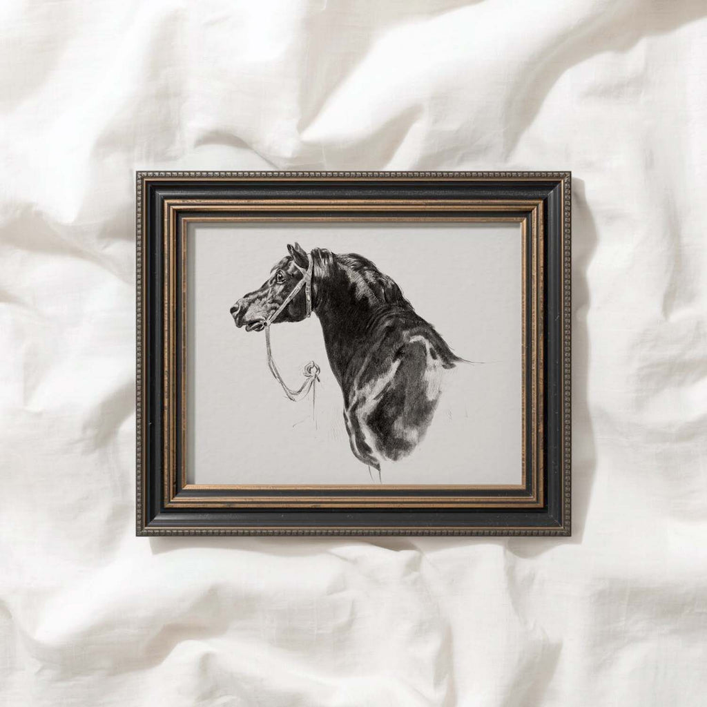 Black Horse Portrait Sketch Wall Art Printable – Antique Equestrian Study Illustration | Dark Academia Horse Decor Print