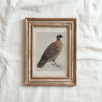 Guinea Fowl Bird Print Digital Download (Antique Ornithology Farmhouse Wall Art)
