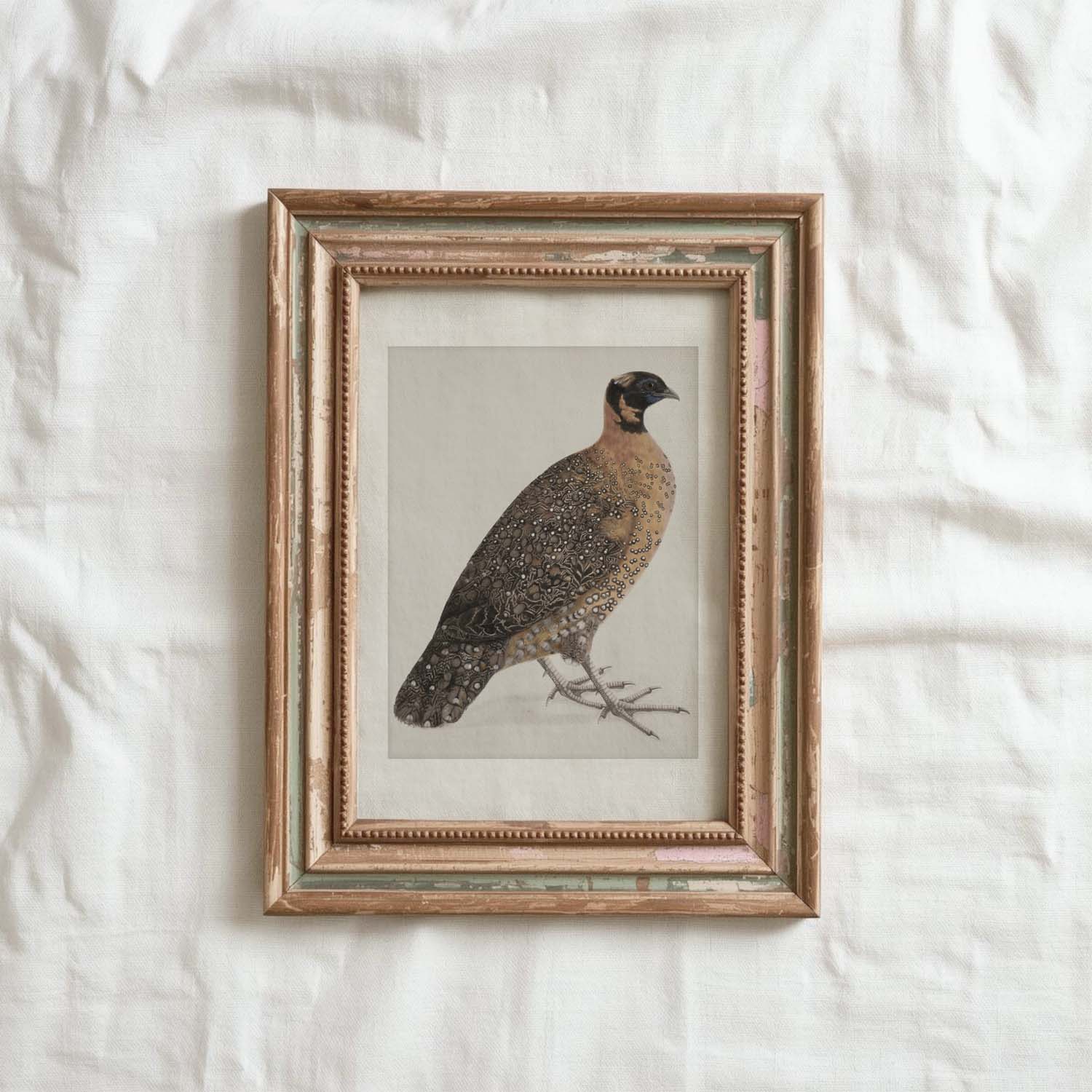Guinea Fowl Bird Print Digital Download (Antique Ornithology Farmhouse Wall Art)