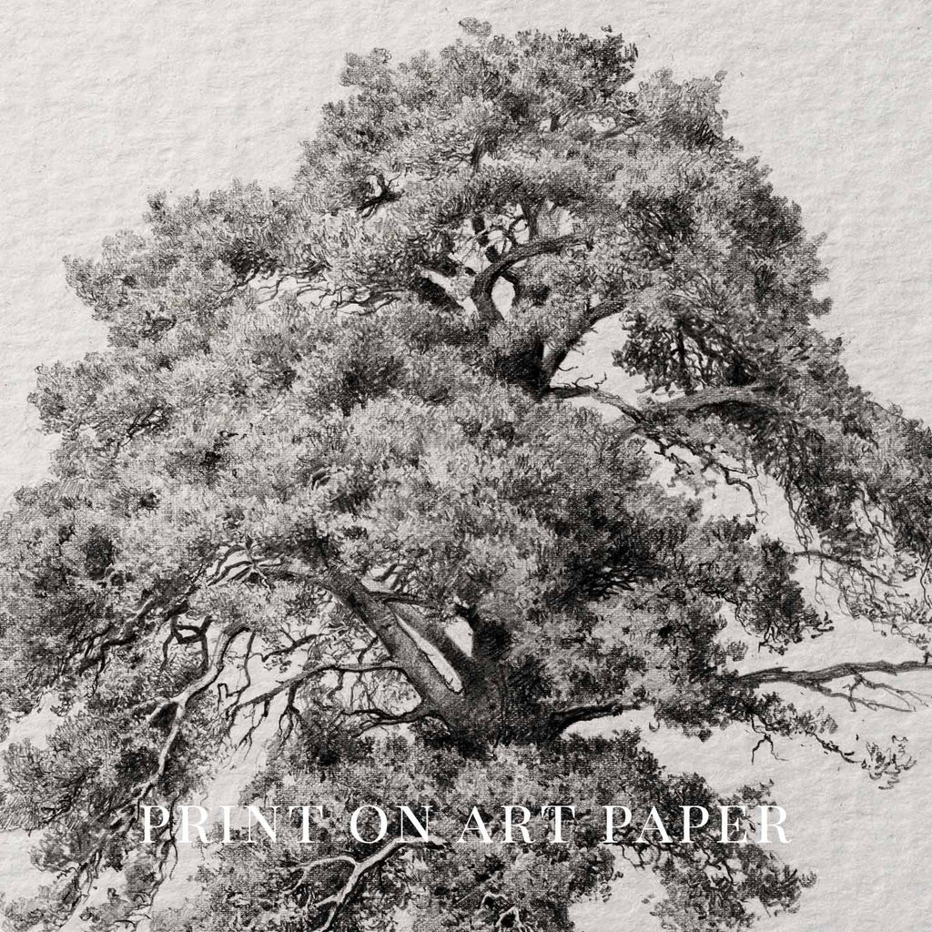 Antique Oak Tree Wall Art Printable | Minimal Botanical Pencil Sketch Print