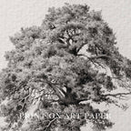 Antique Oak Tree Wall Art Printable | Minimal Botanical Pencil Sketch Print