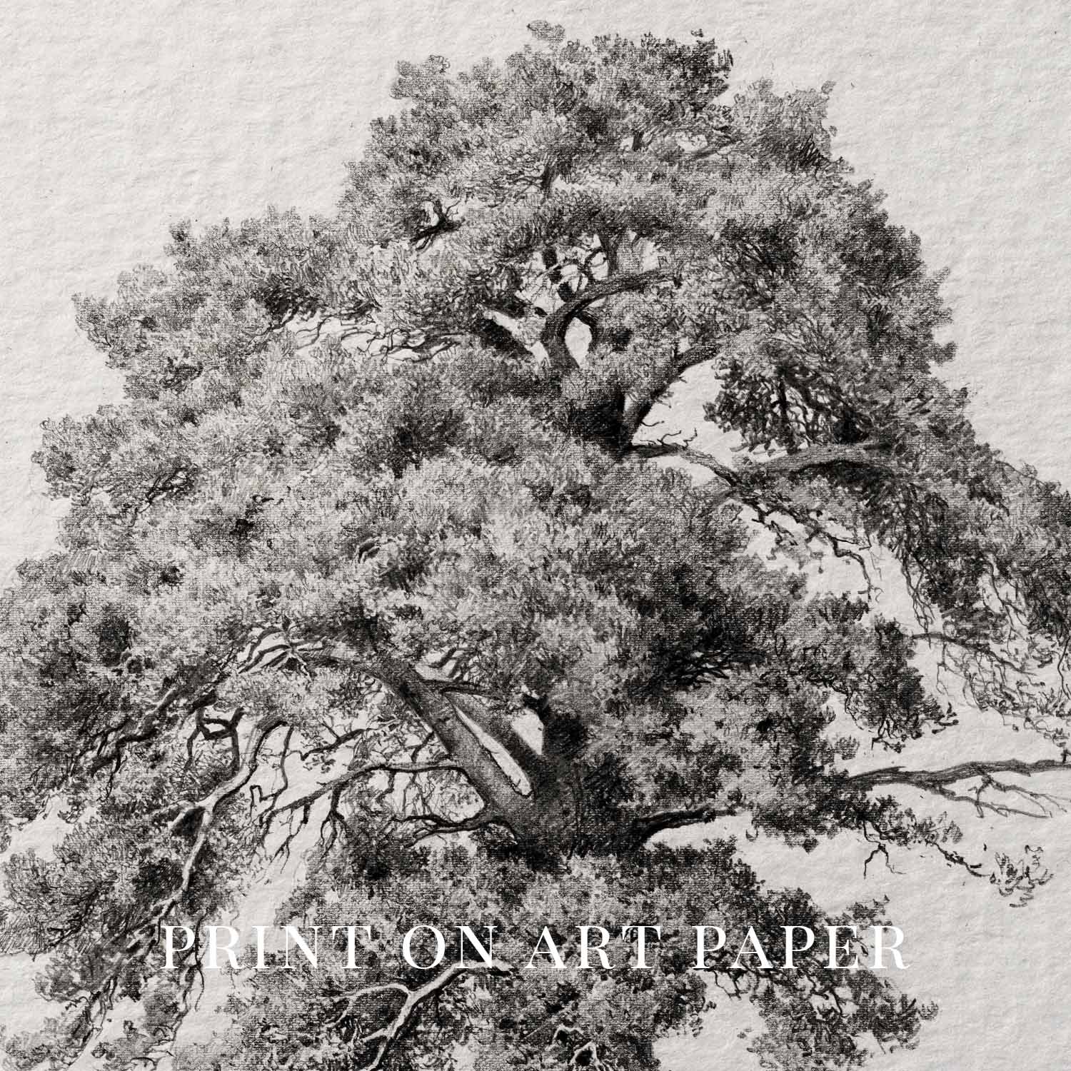 Antique Oak Tree Wall Art Printable | Minimal Botanical Pencil Sketch Print