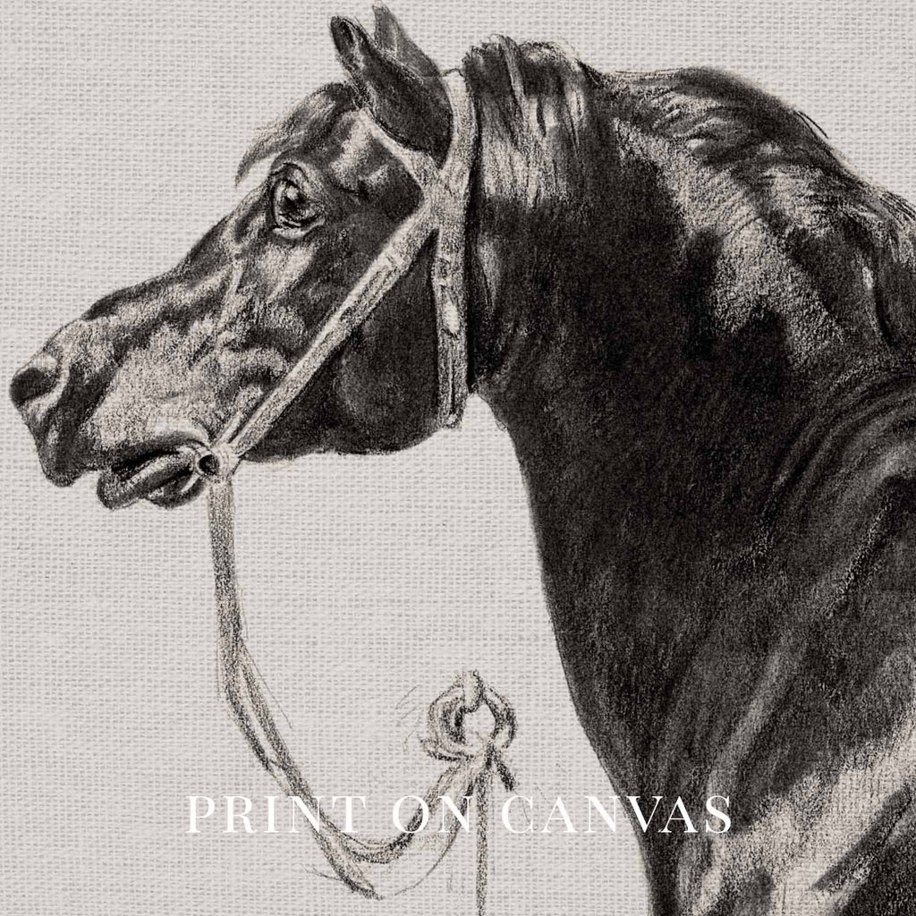 Black Horse Portrait Sketch Wall Art Printable – Antique Equestrian Study Illustration | Dark Academia Horse Decor Print