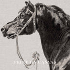 Black Horse Portrait Sketch Wall Art Printable – Antique Equestrian Study Illustration | Dark Academia Horse Decor Print