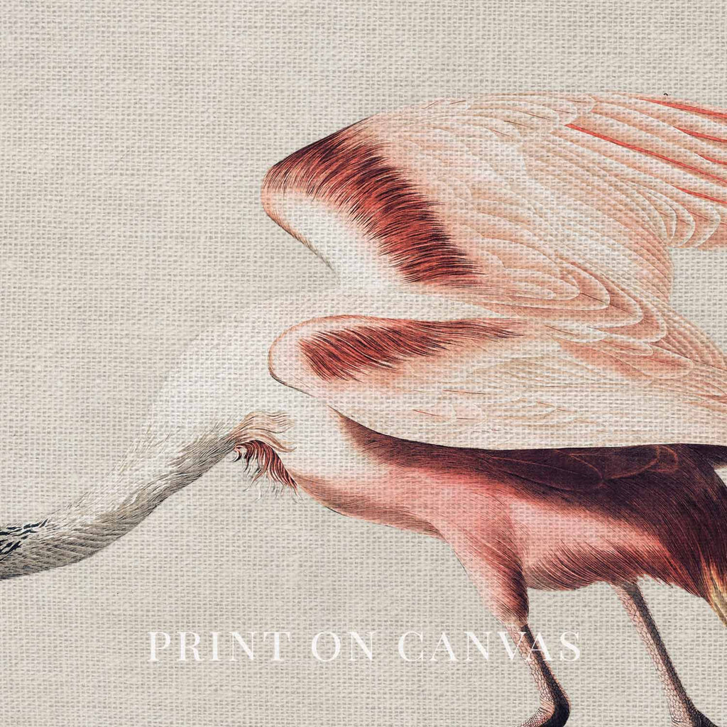 Roseate Spoonbill Bird Print Digital Download (Antique Natural History Illustration Wall Art)
