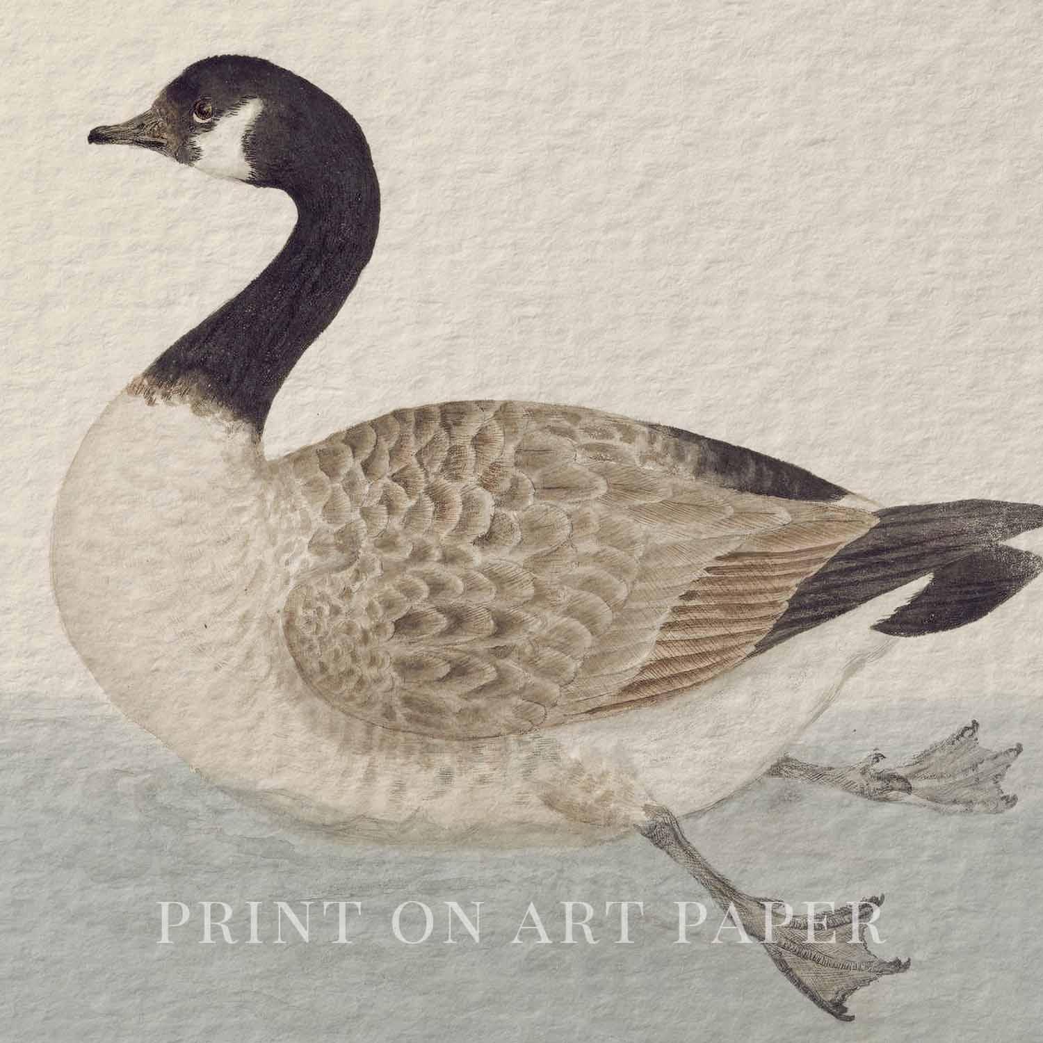 Canadian Goose Vintage Bird Print Digital Download (Muted Blue White Antique Waterfowl Wall Art)