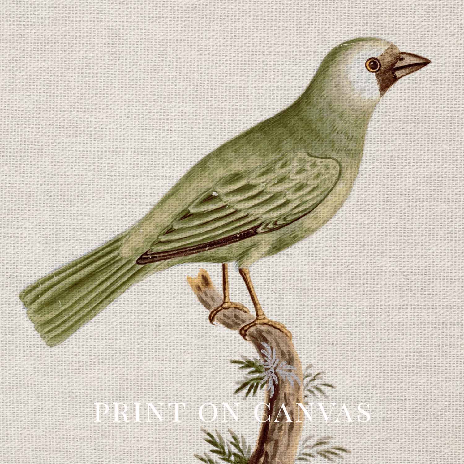 Little Green Finch Vintage Bird Print Digital Download (Cottagecore Songbird Wall Art)
