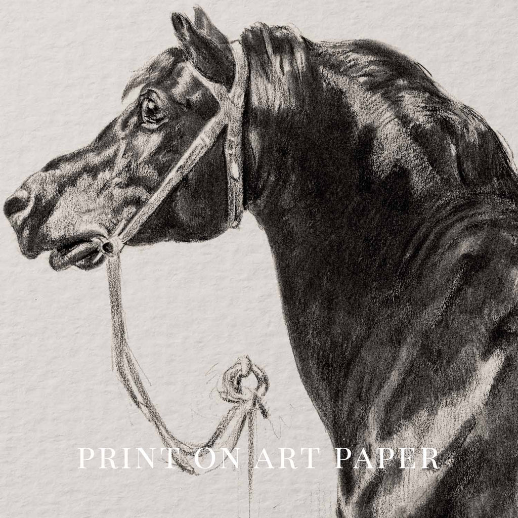 Black Horse Portrait Sketch Wall Art Printable – Antique Equestrian Study Illustration | Dark Academia Horse Decor Print