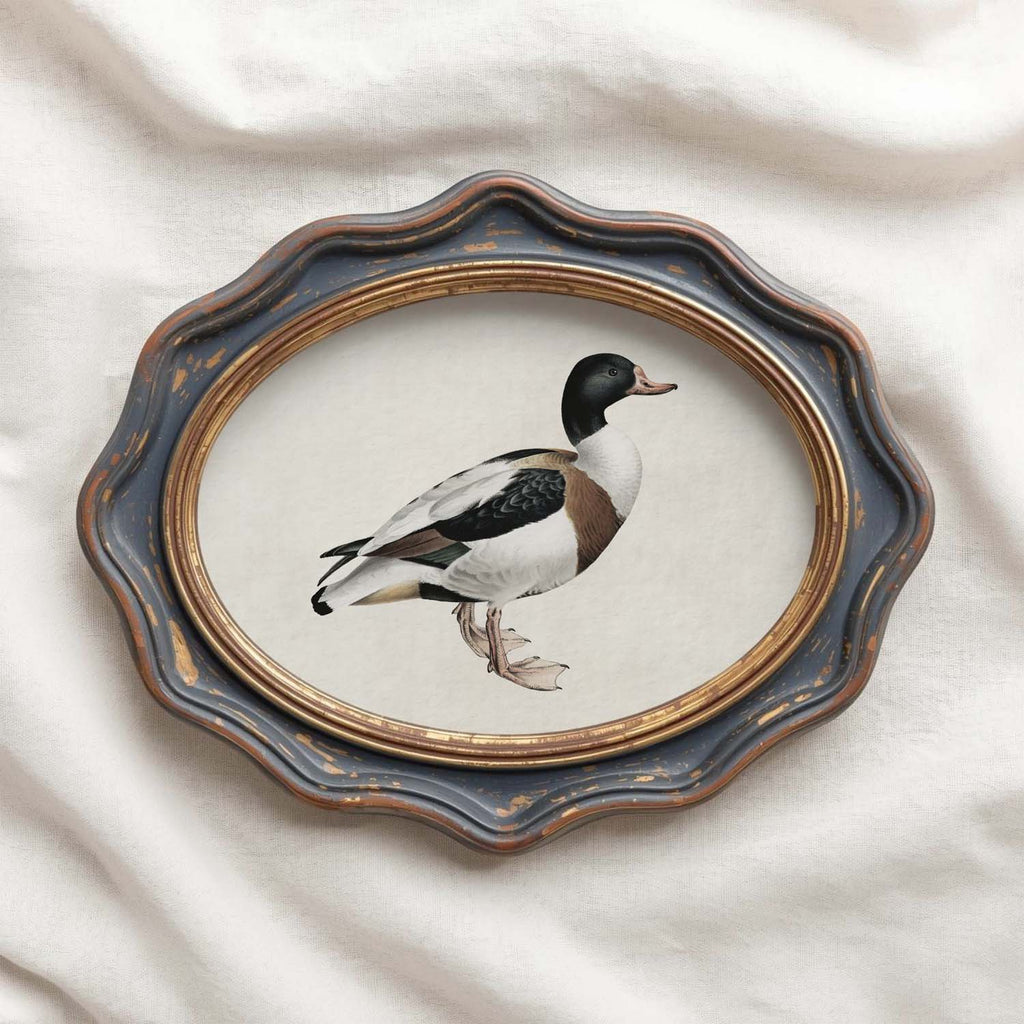Mallard Duck Bird Print Digital Download (Antique Natural History Wall Art)