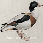 Mallard Duck Bird Print Digital Download (Antique Natural History Wall Art)